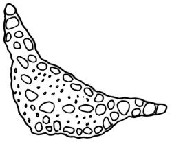 Campylopodium capillaceum, cross-section of mid laminal cells including costa. Drawn from D. Petrie s.n., Sept. 1896, CHR 608252.
 Image: R.C. Wagstaff © Landcare Research 2018 